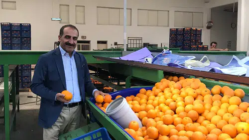 Satsuma Mandalinalarının Dünyaya Açılan Kapısı: İhracat Süreci 17 Ekim’de Start Alıyor!