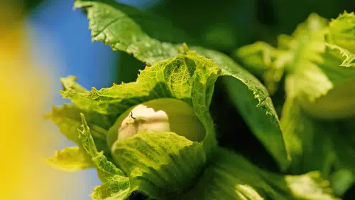 Ferrero, Tedarik Zincirini Güçlendirmek İçin Sırbistan ve İtalya’da Stratejik Yatırımlar Gerçekleştiriyor