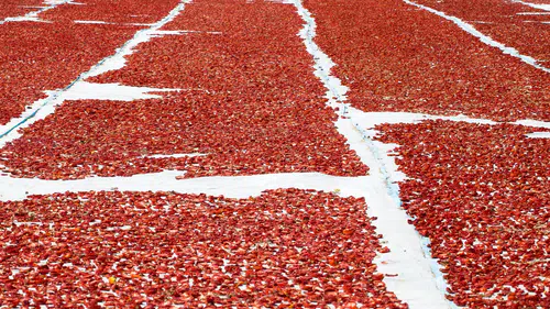 Ege Bölgesi, Kuru Domates İhracatında Liderliğini Koruyor: İhracatın Yüzde 94'ü Buradan Gerçekleşti!
