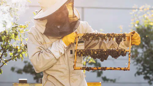 Kraliçe Arının Uzun Ömrünün Sırrı: Arı Sütü İnsanlar İçin de Sağlık Kaynağı!