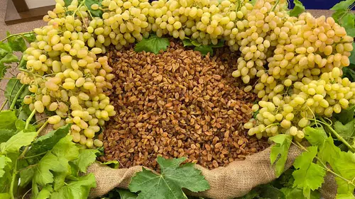 Türkiye, Küresel Kuru Üzüm İhracatında %30 Payla Liderliğe Oynuyor!