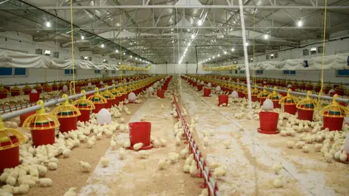Şenpiliç'in Sözleşmeli Çiftlikleri 2022'de 4.200 Yeni İstihdam Oluşturdu!
