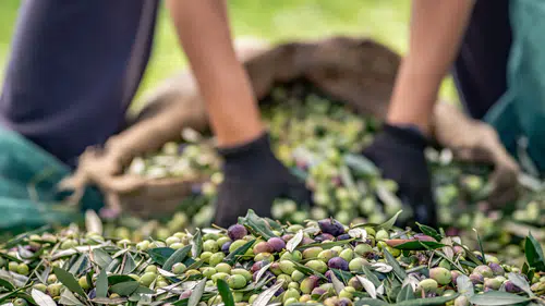 Zeytin ve Zeytinyağı Sektörü: İhracatta Belirsiz Bir Döneme Adım Atılıyor!