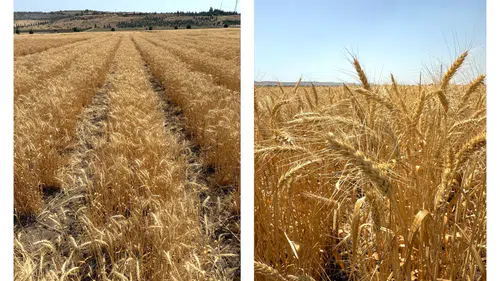 ETİ'den Kuraklığa Dirençli Yerli Buğday Geliştirme: Yeni Çeşit "Kanatlı Buğday" Tanıtıldı!