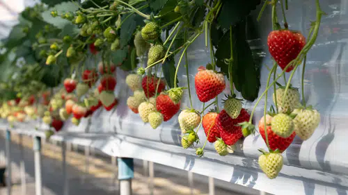 Elara Tarım, 300 bin metrekarelik akıllı serasında 'Bitki İhtiyaç Haritası' uygulamasını hayata geçiriyor!