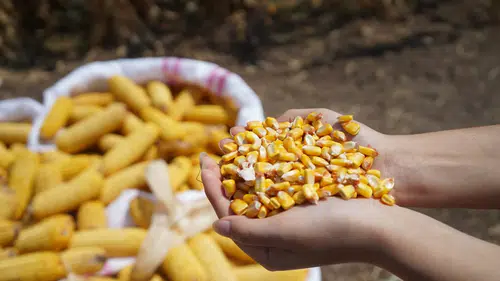 Bayer, Hatay'da Agro Arena Etkinliğinde 1000'den Fazla Mısır Üreticisini Bir Araya Getirdi!