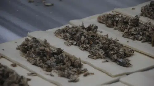 Eşsiz Tat Deneyimi: Hamsili Simit ile Balık Keyfi Farklı Bir Boyuta Taşınıyor!