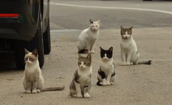 Az Pişmiş Et ve Yetersiz Yıkanmış Sebze Göz Sağlığınıza Zarar Verebilir!