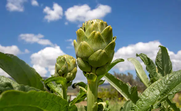 TatilBudur'da Festivaller Dolu Dolu Başlıyor!