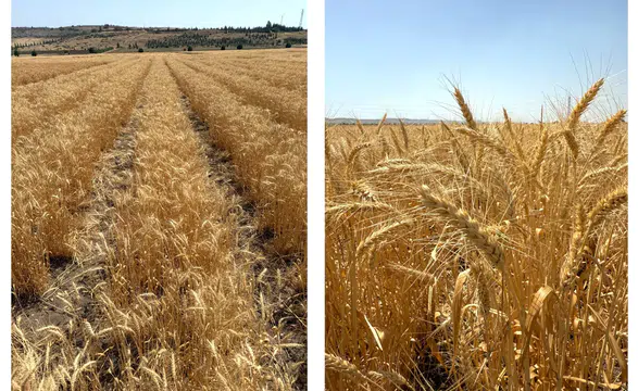 ETİ'den Kuraklığa Dirençli Yerli Buğday Geliştirme: Yeni Çeşit "Kanatlı Buğday" Tanıtıldı!