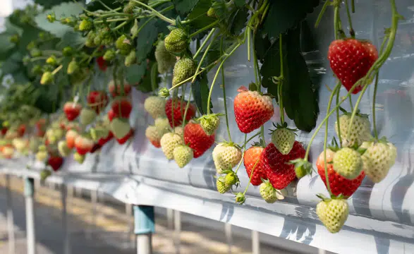 Elara Tarım, 300 bin metrekarelik akıllı serasında 'Bitki İhtiyaç Haritası' uygulamasını hayata geçiriyor!