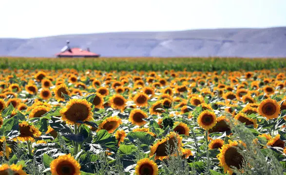 PepsiCo Türkiye, Dünya Çiftçiler Günü'nü çiftçilerle bir araya gelerek tarımın geleceğini şekillendirerek kutladı!