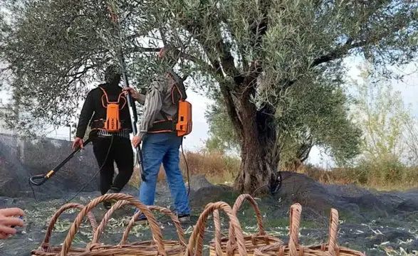 Zeytin Üreticilerinin Sesine Kulak Verin:Yüksek Maliyetler Tarımda Zorluklara Yol Açıyor
