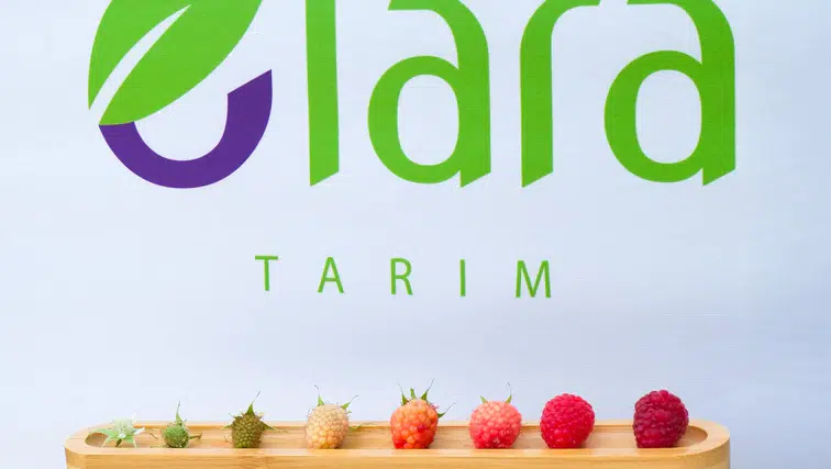Elara Tarım'dan Sel Felaketlerine Karşı Dayanıklı Sera Çözümü!