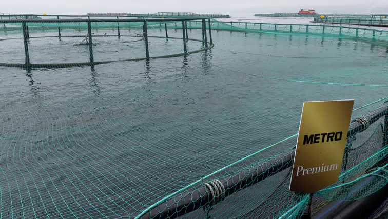 Sofralarınızı Şenlendiren Metro Premium Türk Somonu Tekrar Satışta!