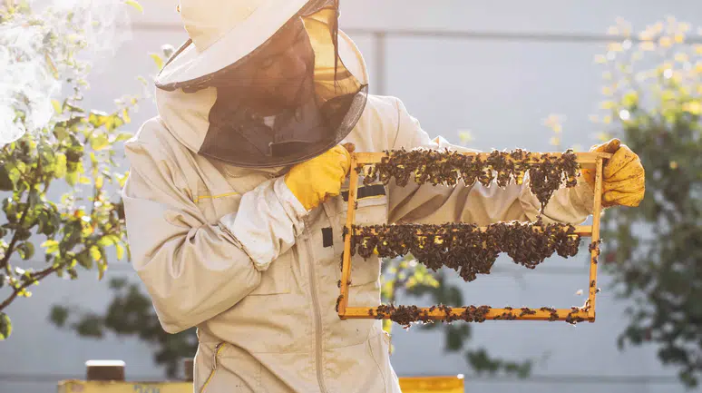 Kraliçe Arının Uzun Ömrünün Sırrı: Arı Sütü İnsanlar İçin de Sağlık Kaynağı!