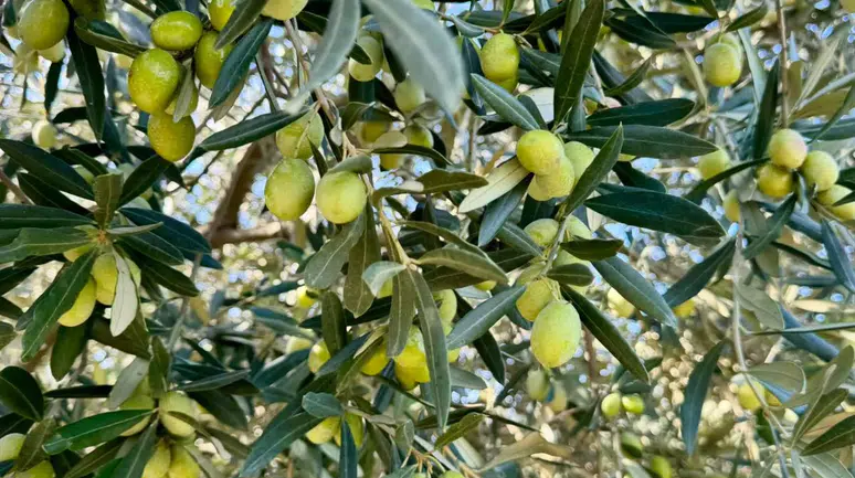Zeytin ve Zeytinyağı Sektöründe Büyüme İçin Güç Birliği: URGE Projesi Başlıyor!