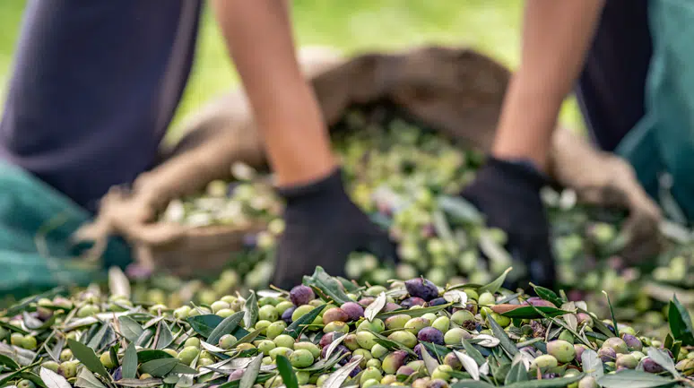 Zeytin ve Zeytinyağı Sektörü: İhracatta Belirsiz Bir Döneme Adım Atılıyor!