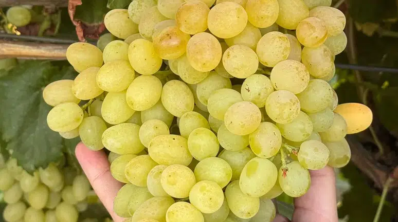 Tek Bağdan Farklı Tatları Korumanın Zorluğu