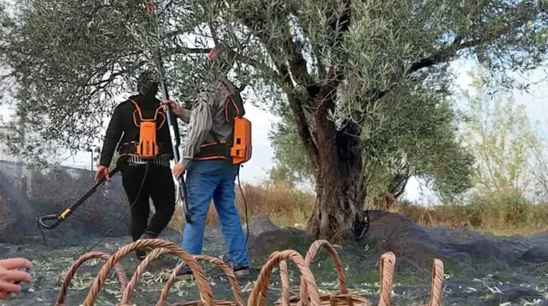 Zeytin Üreticilerinin Sesine Kulak Verin:Yüksek Maliyetler Tarımda Zorluklara Yol Açıyor