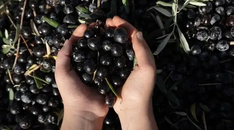 Manisa, Zeytin Üretiminde Kişi Başına 5 Tonu Geçerek Tarihi Rekora İmza Atmaya Hazırlanıyor!