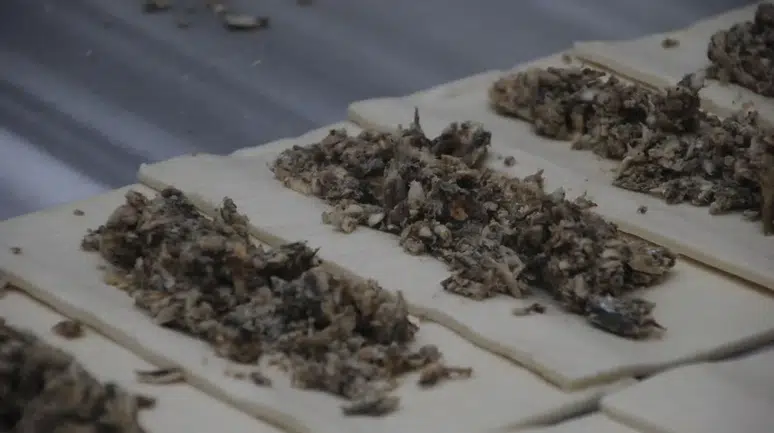 Eşsiz Tat Deneyimi: Hamsili Simit ile Balık Keyfi Farklı Bir Boyuta Taşınıyor!