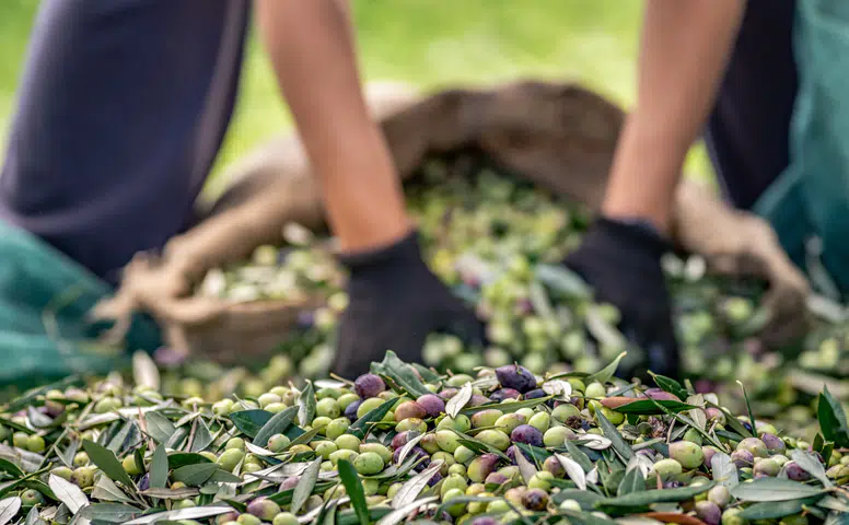 Zeytin ve Zeytinyağı Sektörü: İhracatta Belirsiz Bir Döneme Adım Atılıyor!