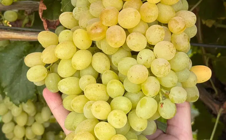 Tek Bağdan Farklı Tatları Korumanın Zorluğu