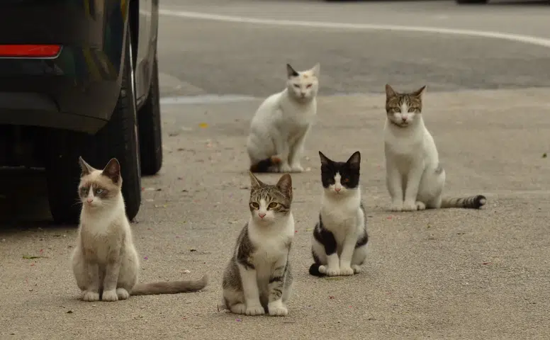 Az Pişmiş Et ve Yetersiz Yıkanmış Sebze Göz Sağlığınıza Zarar Verebilir!