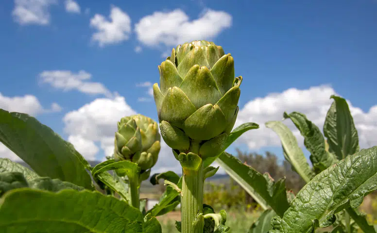 TatilBudur'da Festivaller Dolu Dolu Başlıyor!