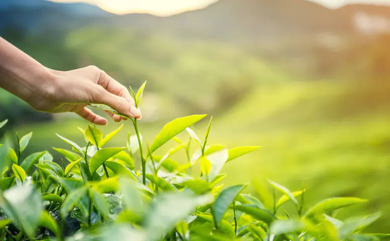 Karadeniz'de Çay Hasadı Resmi Olarak Başladı, Doğuş Çay Sürdürülebilirlik İlkelerini Ön Plana Çıkarıyor