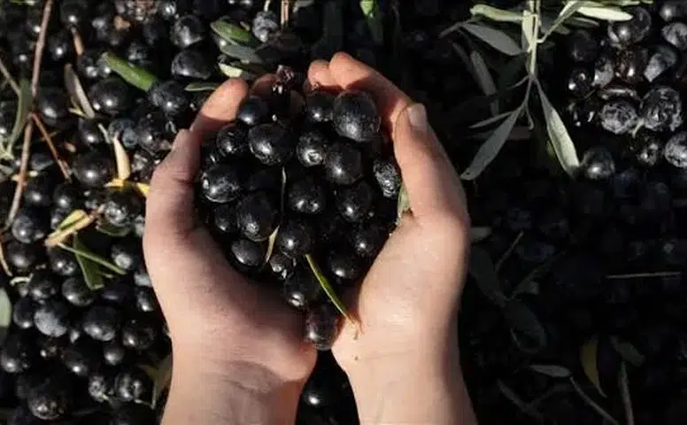 Manisa, Zeytin Üretiminde Kişi Başına 5 Tonu Geçerek Tarihi Rekora İmza Atmaya Hazırlanıyor!