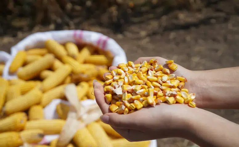 Bayer, Hatay'da Agro Arena Etkinliğinde 1000'den Fazla Mısır Üreticisini Bir Araya Getirdi!