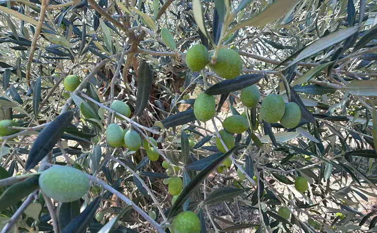 Bu Yıl Hasat Dönemi 20 Gün Erken Başladı, Rekolte Beklentileri Yükseldi!