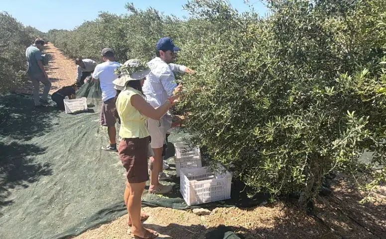 Bozcaada'da Yeni Bir Dönem: Hasat Sonrası Zeytinyağı Üretimine Geçildi!