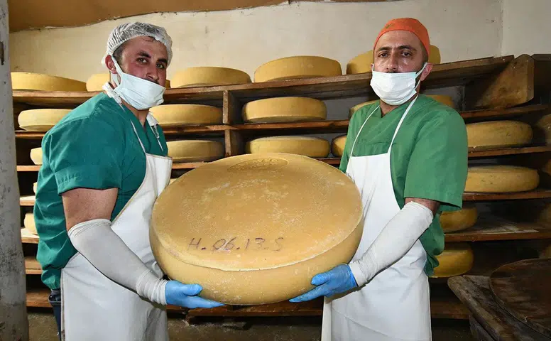 Gravyer Peynirinin Doğal Yolları: Yaylalardan Sofralara Uzanan Eşsiz Yolculuk
