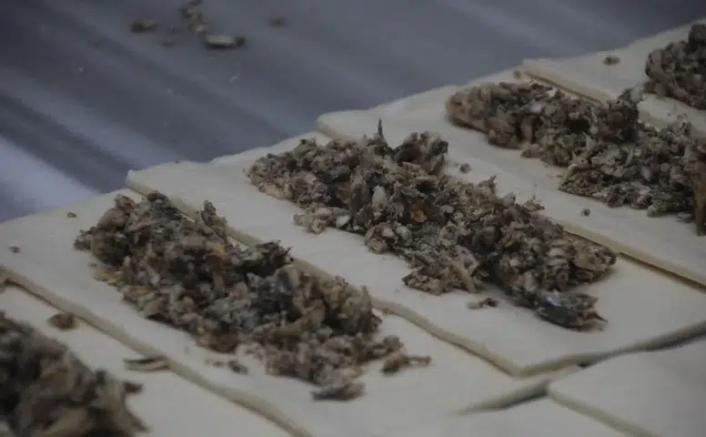 Eşsiz Tat Deneyimi: Hamsili Simit ile Balık Keyfi Farklı Bir Boyuta Taşınıyor!
