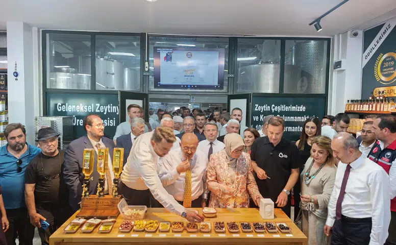 Ayvalık'ta Zeytin Hasadı Başladı: Yıl Sonunda 400 Bin Ton Zeytinyağı Beklentisi!